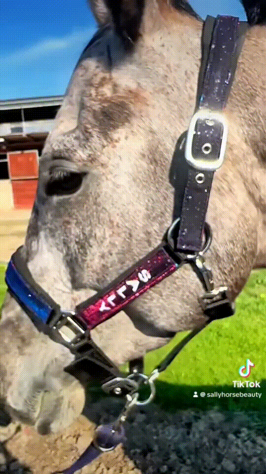 Színváltós "stardust" kötőfék